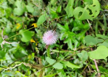 A mimosa flower seen along a road on the outskirts of Ho Chi Minh City, Vietnam.